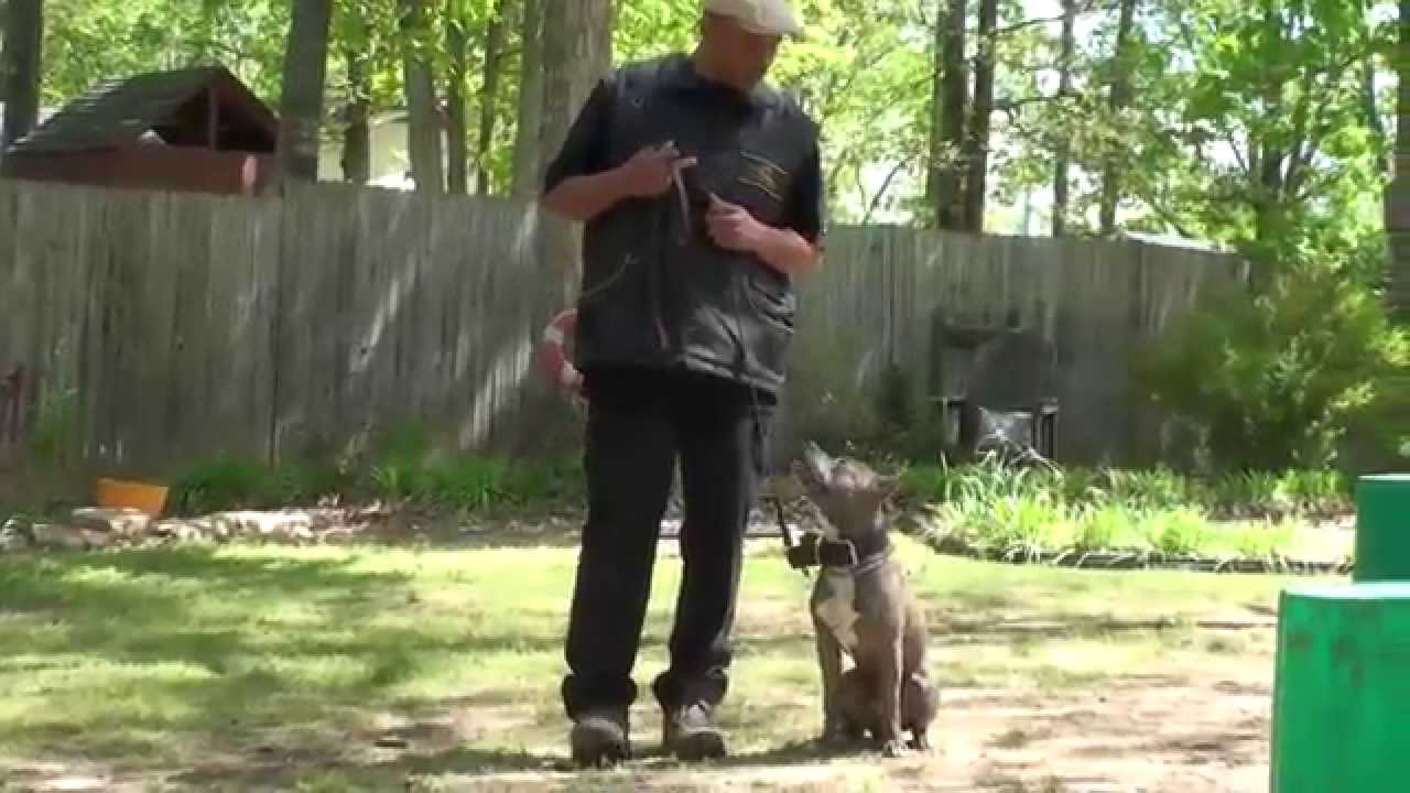 Pit bull "Carter" obedience training YouTube