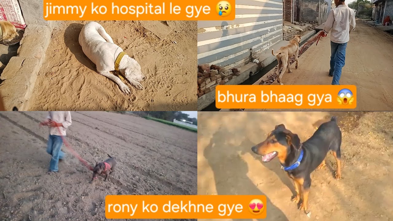 Jimmy ko hospital le gye😢bhura bhaag gya😱rony ko dekhne gye😍#mayankdogsfamily #videos ##vlogsvideo 