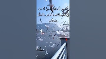 آية عطرة من سورة النور (٤١) تلاوة رائعة بخشوع جم