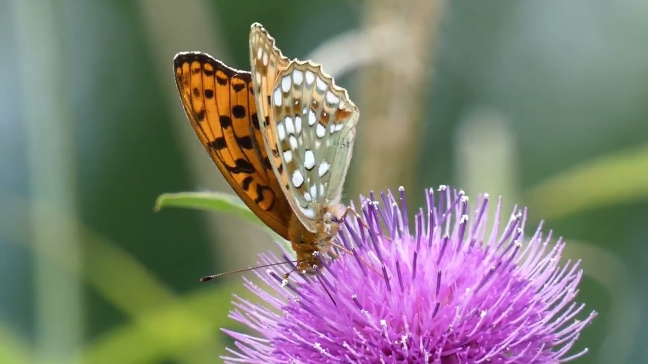 High Brown Fritillary Butterfly Visits Japanese Thistle Flowers for Nectar