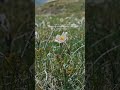 красота гор #природа #приэльбрусье #май2025 #mountains #горыкавказа #кбр #flowers #shorts