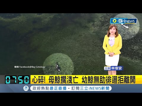 讓人看了心都碎了...母鯨不幸擱淺身亡 幼鯨無助徘迴拒絕離開 專家研判: 疑為趕不及退潮前離開釀憾事│主播 林容安│【國際局勢】20240331│三立iNEWS