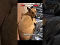 Dog calmness level Vs... #dog #cat