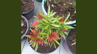 Pikiran Positif Dan Kerja Keras