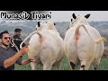 Dera Ashraf Mirwal - Fateh Jang Bulls 2026 - Cow Mandi 2026 -Bakra Mandi 2026