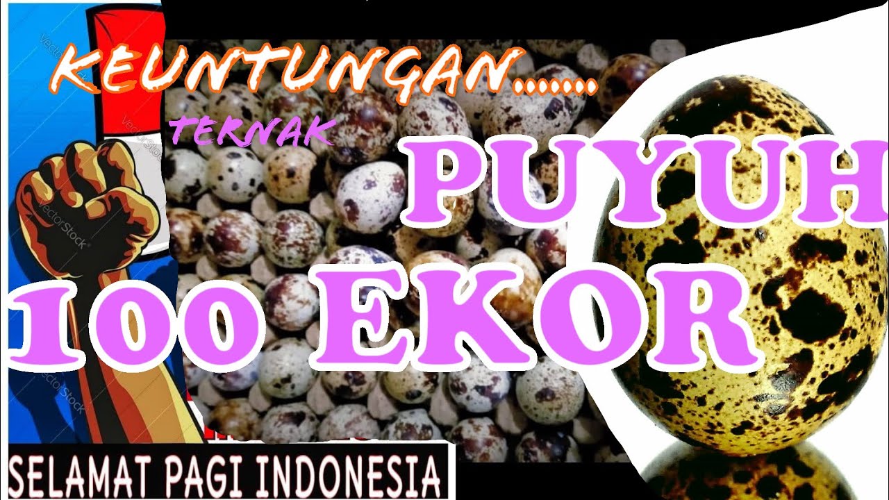Keuntungan Ternak Puyuh 100 Ekor 