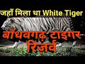 Bandhavgarh National Park | Bandhavgarh Tiger Reserve | बांधवगढ़ राष्ट्रीय उद्यान | Bandhavgarh M.P.