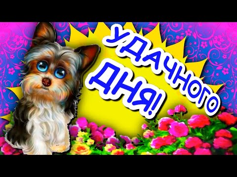 Удачного дня и отличного настроения! Пожелание доброго дня.