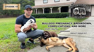 DaBestBulls Episode 18 - English Bulldog Pregnancy, Complications, Puppy Care: A Guide for Beginners by DaBestBulls Ranch 4,257 views 1 year ago 32 minutes