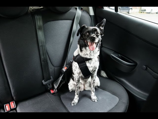 Comment transporter son chien en voiture en toute sécurité ?