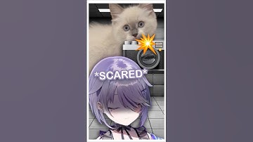 John Cat Caught Scared Biboo in 4K #vtuber #hololive #hololiveenglish #memes #cat