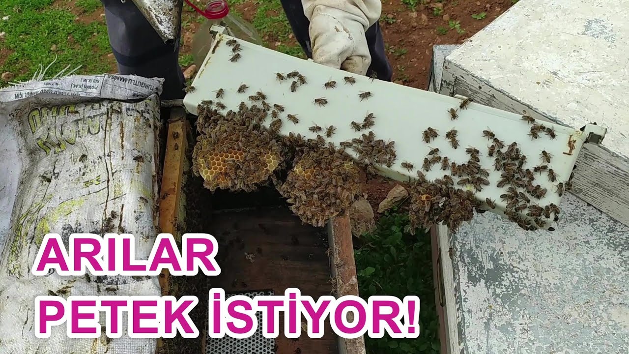 VAR DALAK, VER PETEK!