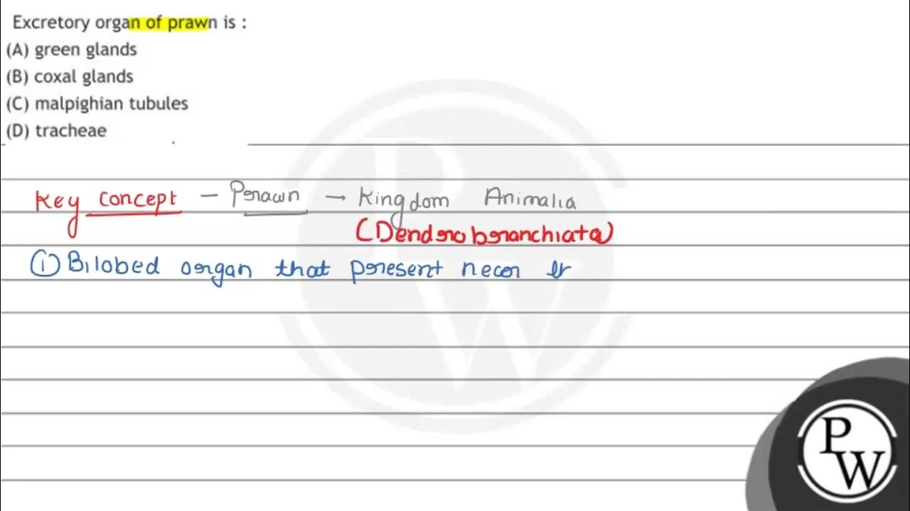 Excretory organ of prawn is (A) green glands (B) coxal glands (C