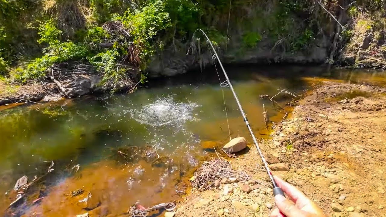 Stream trout fishing With Galaxia Minnows 