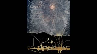 Eclipse Physarum 2