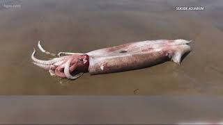 Ten-foot-long squid washes up near Cannon Beach