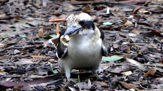 Kookaburra sitting on parkland bench, then jumping down to eat a grub - Dacelo novaeguineae