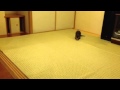 カワウソ＆ワラビー劇場 天才カワウソは私だよ(*^^*)