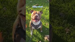 Download Lagu They see me rollin #shorts #dog MP3