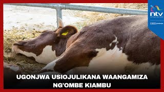Ugonjwa usiojulikana waangamiza ng'ombe Kiambu