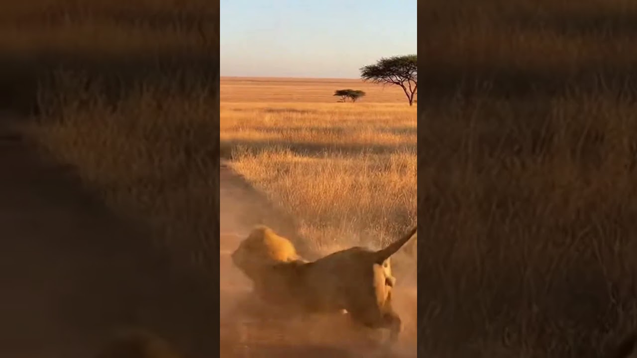 들소 돌진 😱 | Buffalo charges the lion fierce clash 