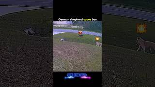 Black dog vs German Shepard (Saves boy) ✅💀 #black #dog #germanshepherd #animals #shorts #viral