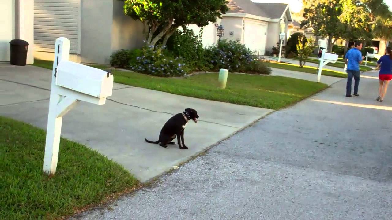 Dog Training Jacksonville Florida YouTube