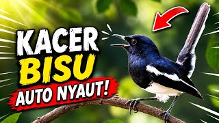Ga Pake Lama Putar Ini KACER Bisupun AUTO NYAUT‼️