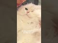 They Definitely Like It Catsofyoutube Cats Cat Shortvideo