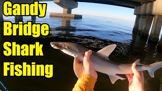 Shark fishing on a kayak (Gandy Bridge) by 24-7 Fishing 223 views 1 year ago 5 minutes, 43 seconds