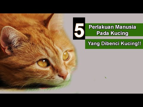 Inilah  5 Perlakuan Manusia Pada Kucing Yang Dibenci Kucing l Yuk Sadar Sob!