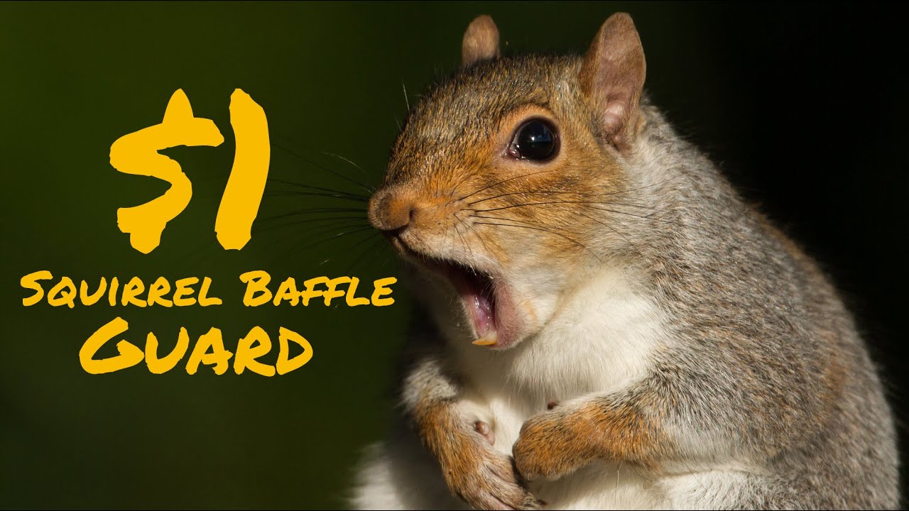 Make a Squirrel Baffle at home for $1 - YouTube