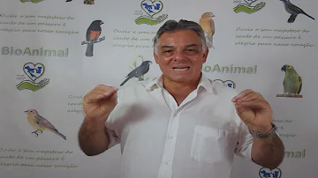 Como cuidar do sabiá-laranjeira?