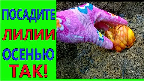 САЖАЕМ ЛИЛИИ ОСЕНЬЮ ПРАВИЛЬНО! Все особенности осенней посадки лилий и уход за лилиями.