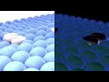 1K Views Samsung Logo Balls In Split CoNfUsIoN 