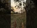 Nature sunset view slo-mo with Vivo x60 ❤️#viral #highlights