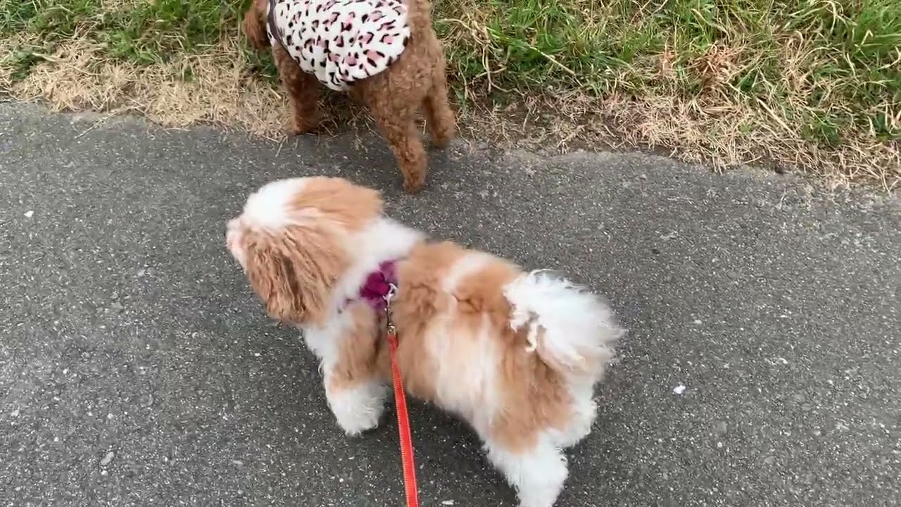 今日のゆめちゃん　2026/2/28