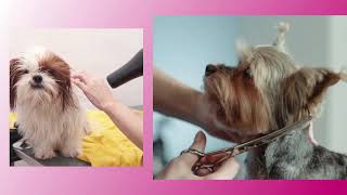 Sassy's Country Paw Spa - What Are Common Pet Grooming Mistakes