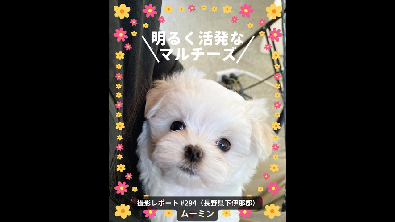 細川さん作品、小さなマルチーズ 細川さん作品、小さなマルチーズ 細川さん作品、小さなマルチーズ