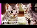 Toyger Kittens Prowl Around Their Suburban Jungle Home | Too Cute!
