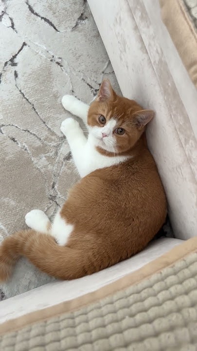 Парень в окрасе красный биколор😻#кот #купитькотенка #britishshorthair # ...