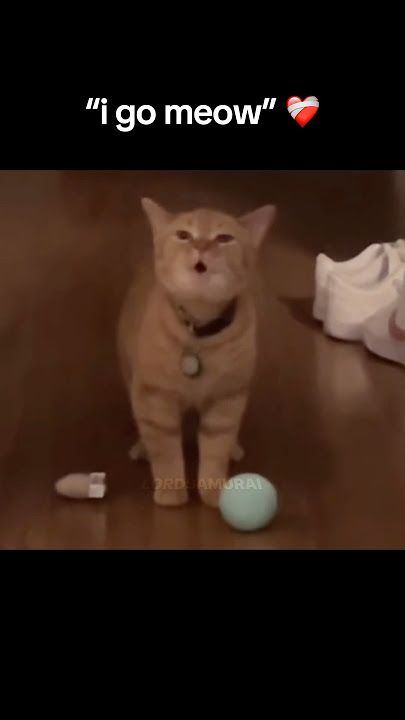 i go meow cat but it gets slower