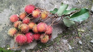 Fishing for Rambutan (Nephelium lappaceum) with locals in Rantau in Kalimantan
