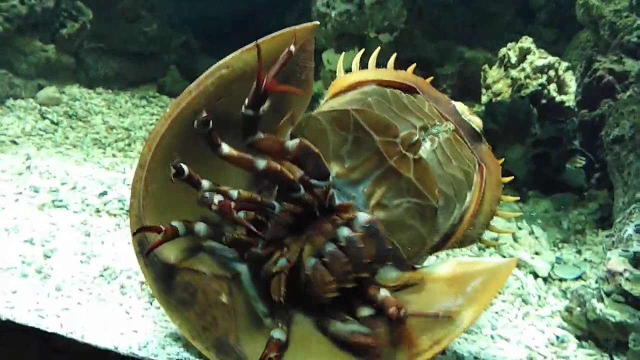 Horseshoe crab is rolling insanely ! YouTube