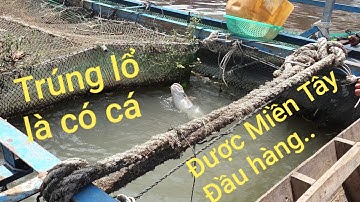 Cuối ngày ông Được lên con cá hết hồn luôn. Tạm biệt SÔNG TIỀN | Săn bắt SÓC TRĂNG |