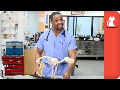 Video: How Is The Procedure For Removing Claws From A Cat?