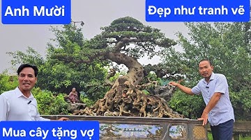 Anh Mười vui sướng mua được cây đẹp như tranh tặng vợ  !..