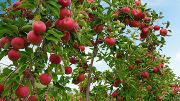 🍎 How to Stop Flower and Fruit Drop in Apple Trees | Agri Farming