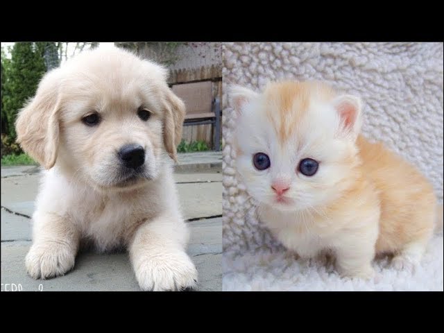 Funny Baby Animals Compilation - Cutest Animals Ever