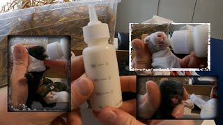 8 Mutterlose Kaninchenbabys per Flasche füttern Handaufzucht